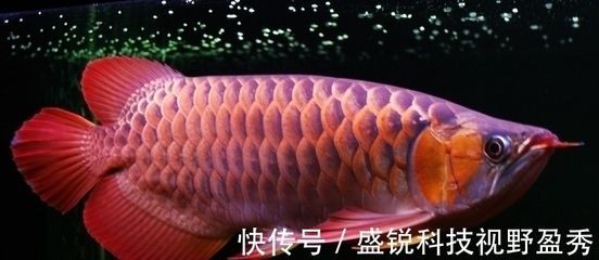 足赤紅龍魚：足赤紅龍魚最佳飼養環境,足赤紅龍魚選購技巧