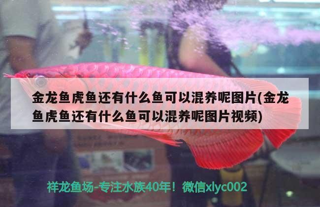金龍魚虎魚還有什么魚可以混養(yǎng)呢圖片(金龍魚虎魚還有什么魚可以混養(yǎng)呢圖片視頻)