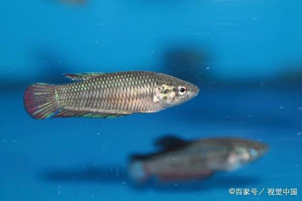 廣州魚缸批發廠祥龍魚場