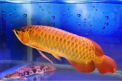 金龍藍底好還是金底好 金龍藍底好還是金底好 龍魚百科 第5張