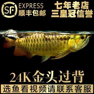 紅龍魚年齡怎么看的：判斷紅龍魚的年齡可以通過觀察鱗片、體長(zhǎng)、眼睛和口鼻部位的變化