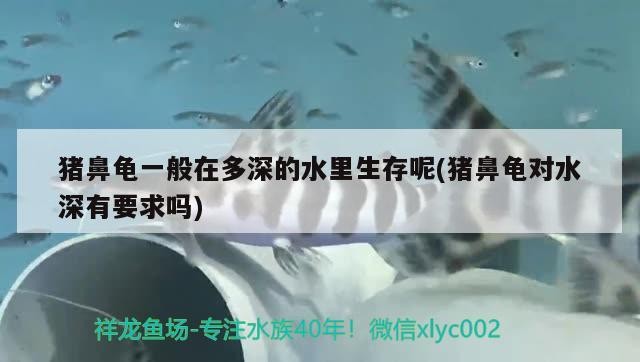 豬鼻龜一般在多深的水里生存呢(豬鼻龜對水深有要求嗎)