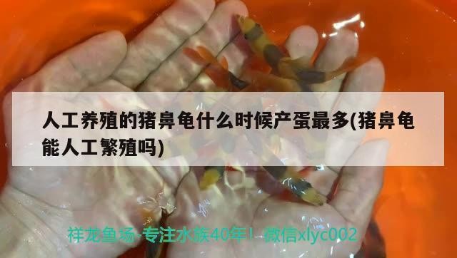 人工養(yǎng)殖的豬鼻龜什么時(shí)候產(chǎn)蛋最多(豬鼻龜能人工繁殖嗎)