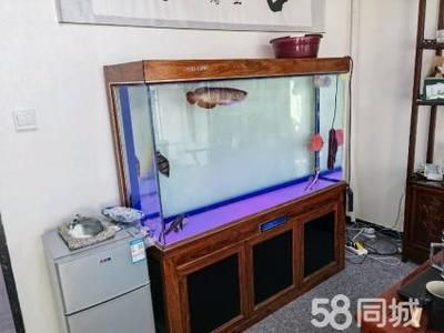 40公分虎魚需要多大魚缸：40公分虎魚需要多大魚缸，飼養40公分的虎魚需要多大魚缸