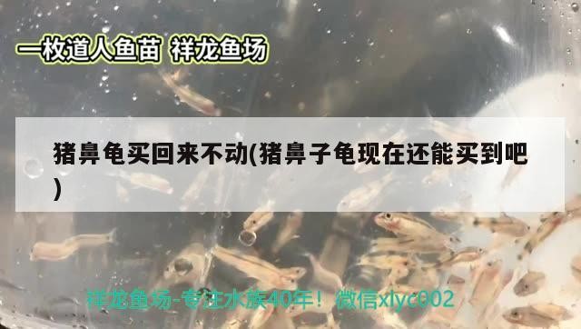 豬鼻龜買回來不動(豬鼻子龜現(xiàn)在還能買到吧)
