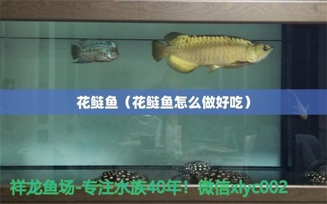 白子黑帝王魟魚的飲食習慣，白子黑帝王魟魚最佳生活環境，如何判斷魟魚健康狀態？
