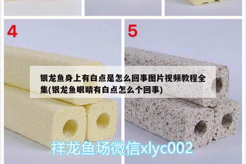 銀龍魚身上有白點是怎么回事圖片視頻教程全集(銀龍魚眼睛有白點怎么個回事)