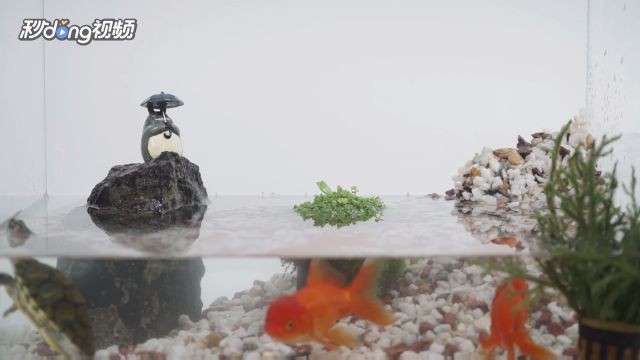 布置魚缸視頻：魚缸布置教程