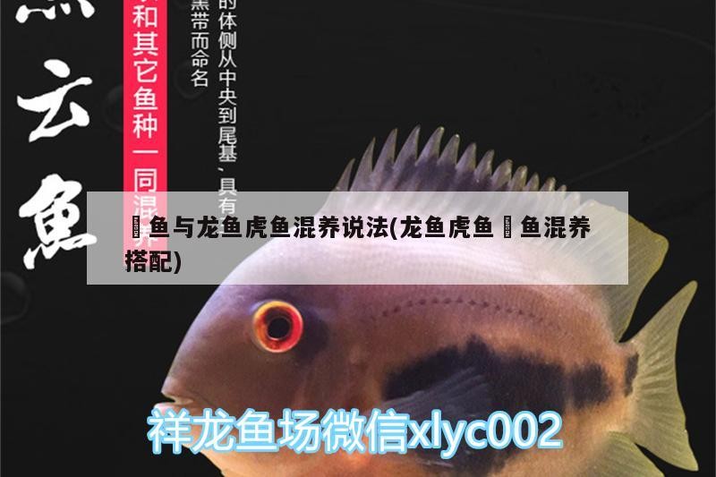 魟魚與龍魚虎魚混養(yǎng)說(shuō)法(龍魚虎魚魟魚混養(yǎng)搭配)