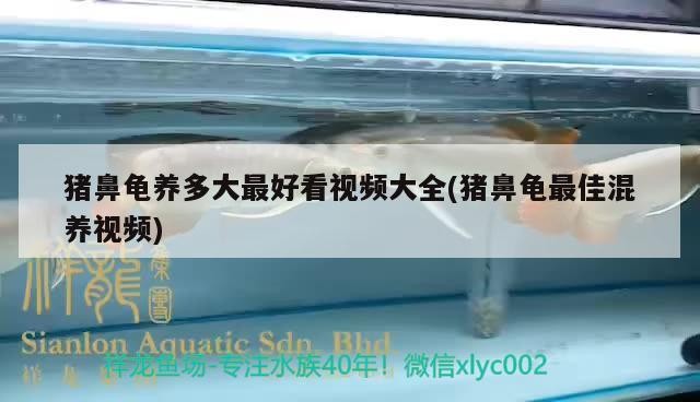 豬鼻龜養多大最好看視頻大全(豬鼻龜最佳混養視頻)