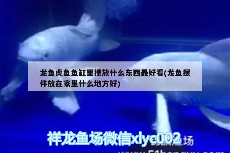 龍魚虎魚魚缸里擺放什么東西最好看(龍魚擺件放在家里什么地方好)