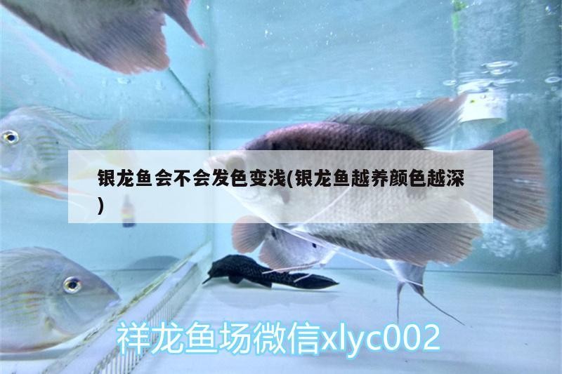 銀龍魚會不會發色變淺(銀龍魚越養顏色越深)