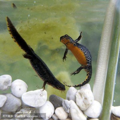 虎斑魚觀賞魚的價格是多少：虎斑魚養殖技術虎斑魚的養殖技術虎斑魚的養殖技術