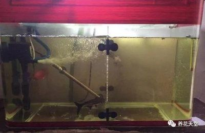 玻璃魚缸廢物利用：玻璃魚缸廢物利用方法