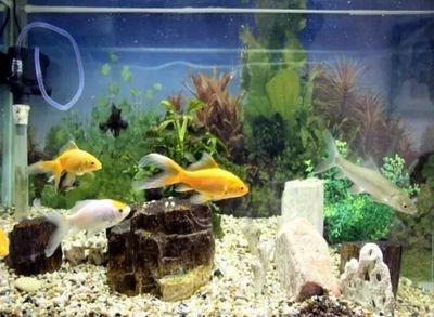 玻璃魚缸廢物利用：玻璃魚缸廢物利用方法