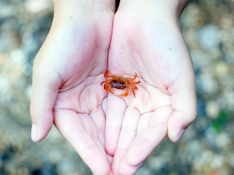 淡水海龍魚的圖片高清（淡水龍魚圖片大全） 淡水海龍魚的圖片高清（淡水龍魚圖片大全） 魟魚百科 第1張