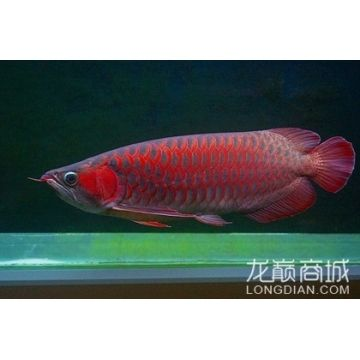 紅龍魚用什么燈龍魚之巔：關于紅龍魚用什么燈