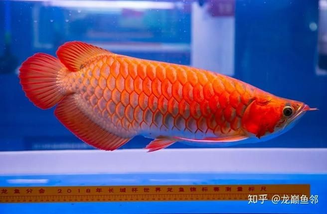 紅龍魚用什么燈龍魚之巔：關(guān)于紅龍魚用什么燈