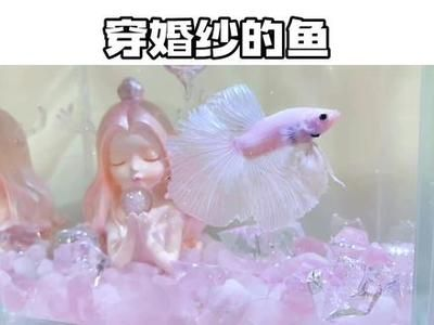 觀賞魚的文案短句（有關觀賞魚的優美短句）