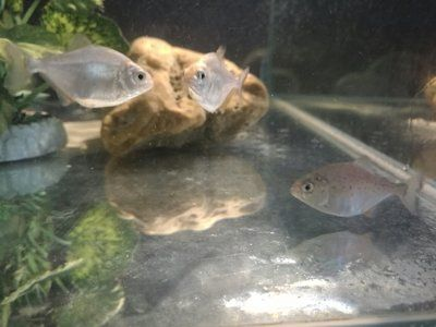 淡水白鯧養在魚缸里行嗎：淡水白鯧養殖技術