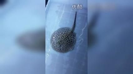 帝王魟魚繁殖餌料選擇，帝王魟魚的繁殖成功率和幼魚存活率具有重要意義