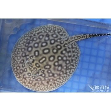 帝王魟魚繁殖餌料選擇，帝王魟魚的繁殖成功率和幼魚存活率具有重要意義