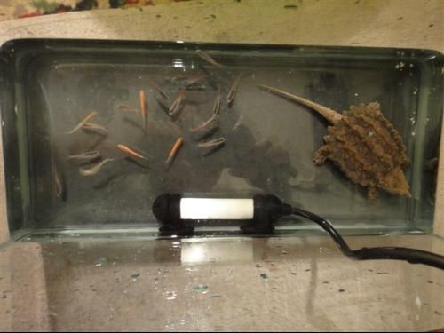 大鱷龜魚缸造景方法視頻：關于大鱷龜魚缸造景方法