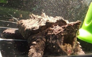 大鱷龜魚缸造景方法視頻：關于大鱷龜魚缸造景方法