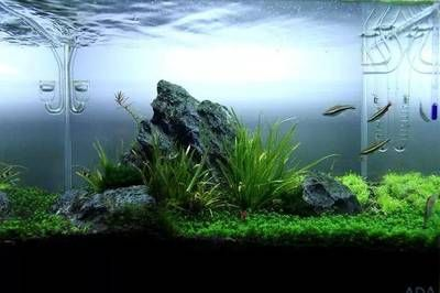 大鱷龜魚缸造景方法視頻：關于大鱷龜魚缸造景方法