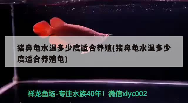 豬鼻龜水溫多少度適合養(yǎng)殖(豬鼻龜水溫多少度適合養(yǎng)殖龜)
