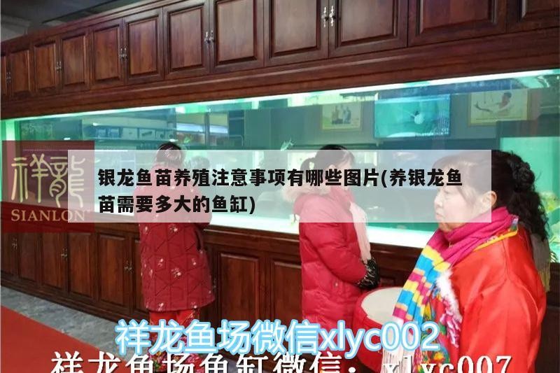 銀龍魚苗養殖注意事項有哪些圖片(養銀龍魚苗需要多大的魚缸)