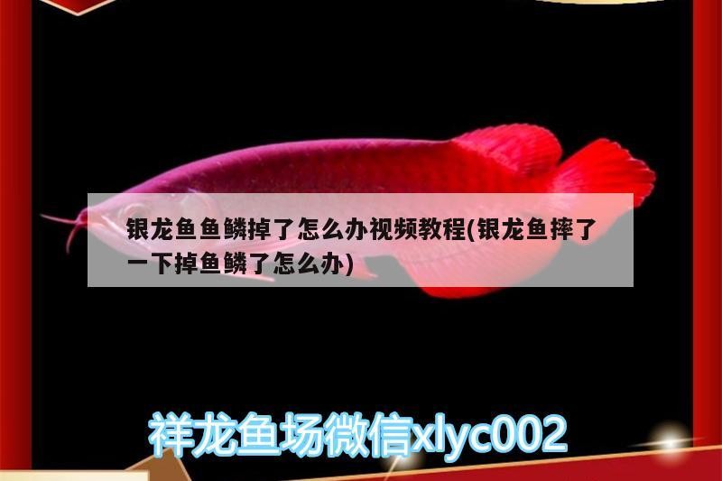銀龍魚魚鱗掉了怎么辦視頻教程(銀龍魚摔了一下掉魚鱗了怎么辦)