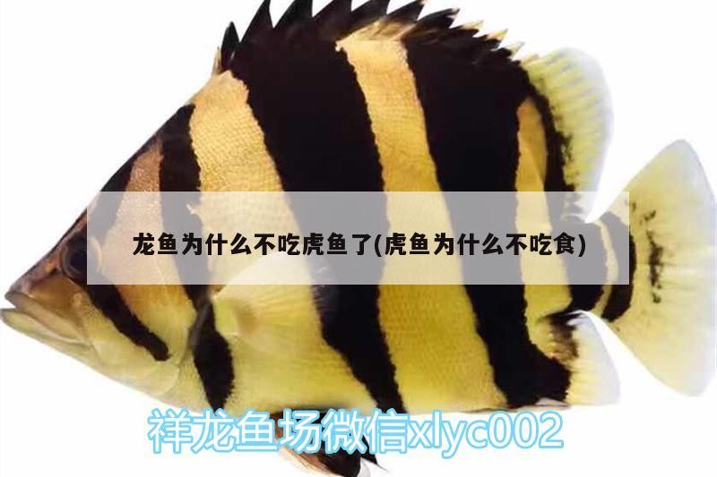 龍魚為什么不吃虎魚了(虎魚為什么不吃食)