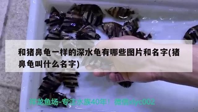 和豬鼻龜一樣的深水龜有哪些圖片和名字(豬鼻龜叫什么名字)