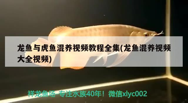 龍魚與虎魚混養視頻教程全集(龍魚混養視頻大全視頻)