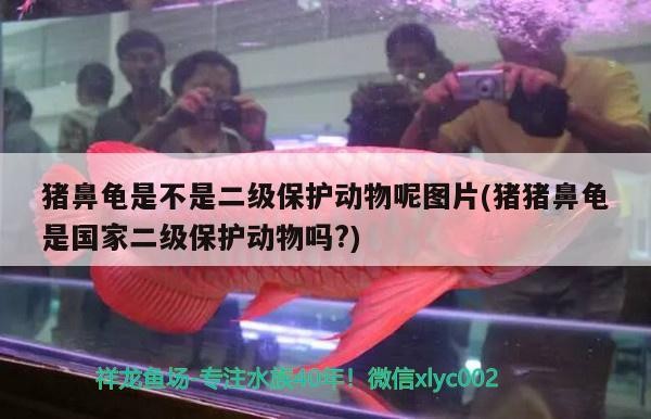 豬鼻龜是不是二級保護動物呢圖片(豬豬鼻龜是國家二級保護動物嗎?)