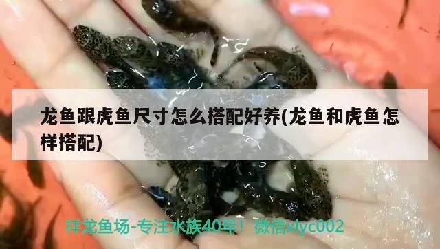 龍魚跟虎魚尺寸怎么搭配好養(龍魚和虎魚怎樣搭配)