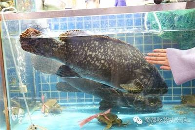 龍躉魚價格