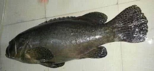龍躉魚價格