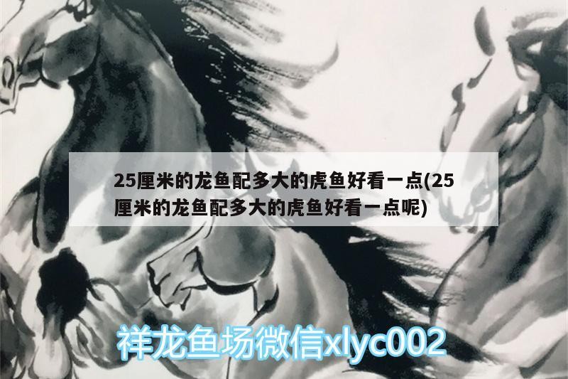 魚(yú)缸過(guò)濾器選購(gòu)指南:自制魚(yú)缸過(guò)濾器魚(yú)缸上置過(guò)濾器對(duì)于養(yǎng)魚(yú)愛(ài)好者的必備知識(shí) 25厘米的龍魚(yú)配多大的虎魚(yú)好看一點(diǎn)(25厘米的龍魚(yú)配多大的虎魚(yú)好看一點(diǎn)呢) 虎魚(yú)百科 25厘米的龍魚(yú)配多大的虎魚(yú)好看一點(diǎn)(25厘米的龍魚(yú)配多大的虎魚(yú)好看一點(diǎn)呢) 25厘米的龍魚(yú)配多大的虎魚(yú)好看一點(diǎn)(25厘米的龍魚(yú)配多大的虎魚(yú)好看一點(diǎn)呢) 虎魚(yú)百科