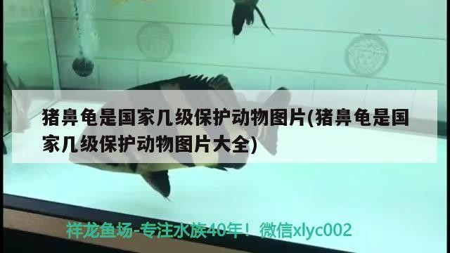 豬鼻龜是國家?guī)准壉Ｗo動物圖片(豬鼻龜是國家?guī)准壉Ｗo動物圖片大全)