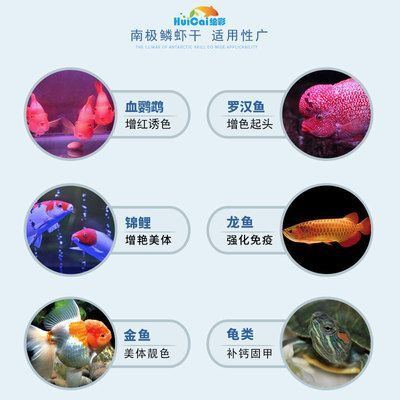 龍魚吃金魚能否增色快一點
