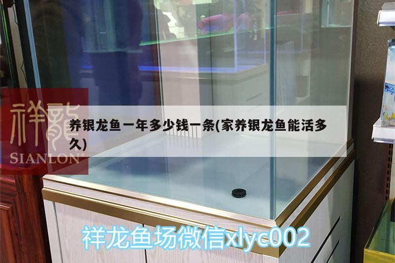 養銀龍魚一年多少錢一條(家養銀龍魚能活多久)