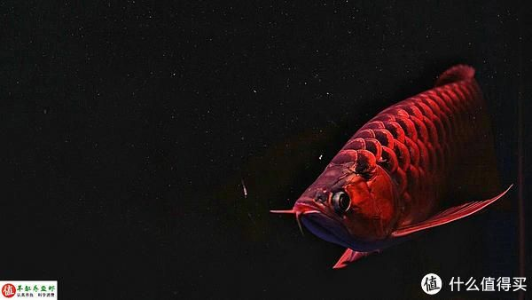 紅龍魚最多能活多少年：紅龍魚的壽命在20年至50年之間