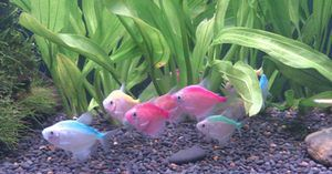 比較溫順的觀賞魚有哪些品種（溫順的觀賞魚品種）