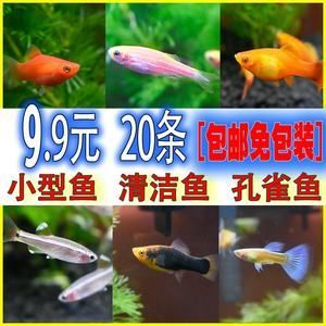 比較溫順的觀賞魚有哪些品種（溫順的觀賞魚品種）