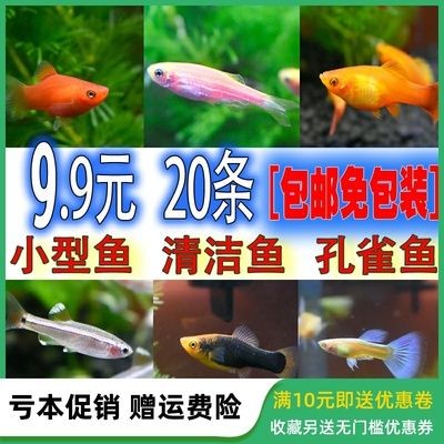 比較溫順的觀賞魚有哪些品種（溫順的觀賞魚品種）