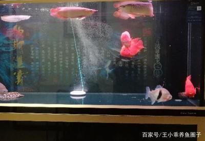紅龍魚能不能混養：關于紅龍魚混養的一些詳細信息