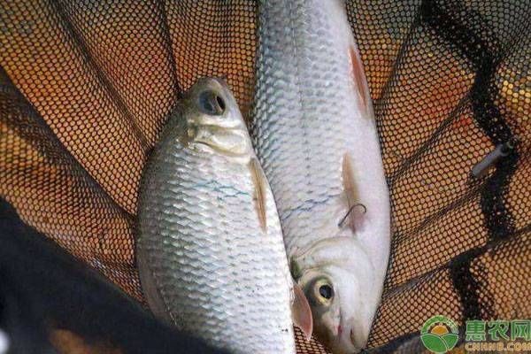 福魟魟魚抗病能力提升方法，福[需手動填充][需手動填充]魚混養最佳搭配,