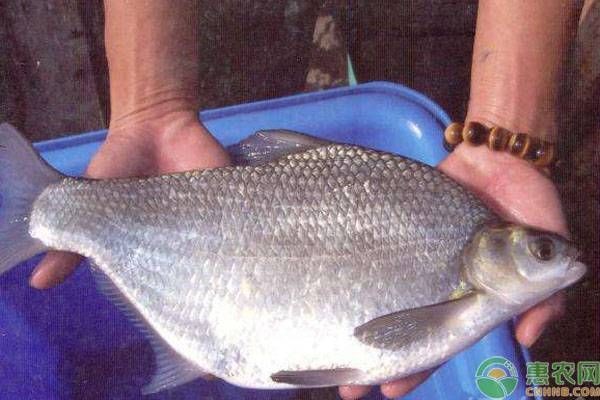 福魟魟魚抗病能力提升方法，福[需手動填充][需手動填充]魚混養最佳搭配,